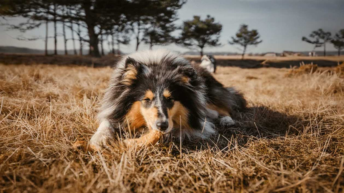 Stressabbau durch Kauen: Was im Hundegehirn passiert