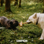 Coffee+Coco Chews (Pack of 2) - Canophera
