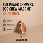 Briar Roots - Canophera